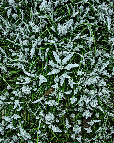 Wallpaper Mural there is frost on the green grass Torontodigital.ca