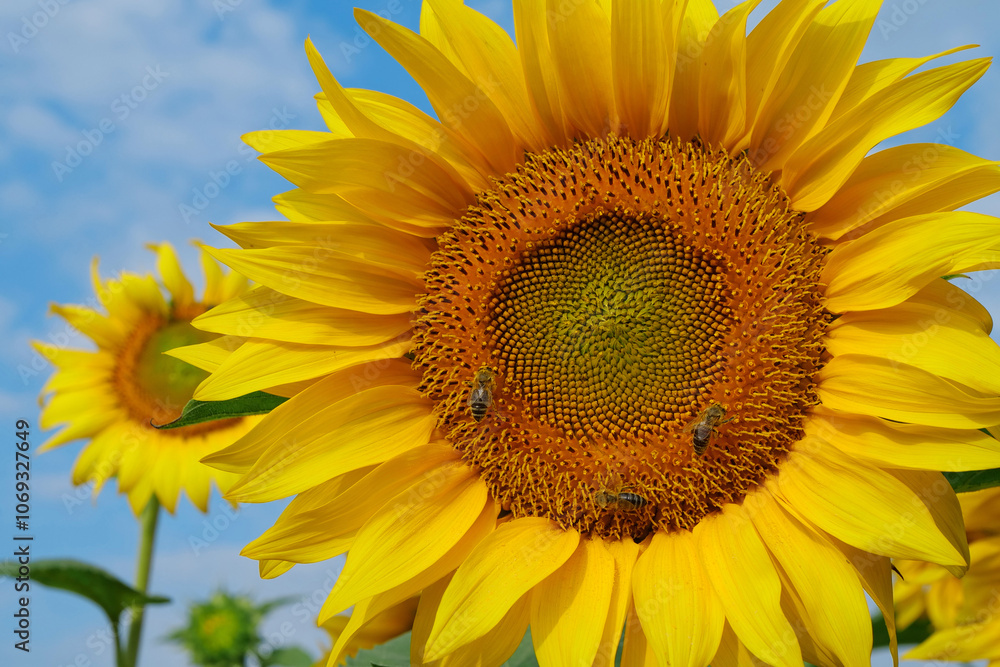 On the field of sunflowers little working bees sits on the sunflower On the field of sunflowers little working bees sits on the sunflower