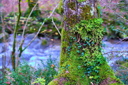 Lush Lichen on Mossy Tree in Cabuerniga valley, Cantabria, Spain. photo