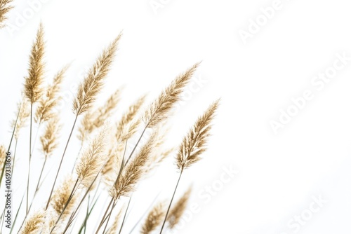 A scenic view of tall grass stretching towards the sky