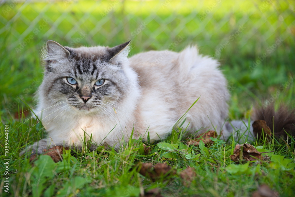 Obraz premium helle Katze mit blauen Augen