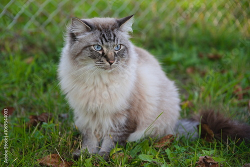 Katze mit blauen Augen und hellem Fell sitzt in der Wiese photo