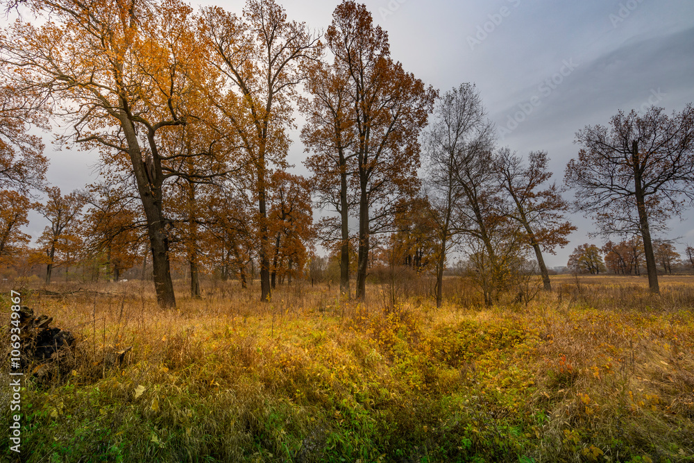 A field of trees with a cloudy sky in the background A field of trees with a cloudy sky in the background