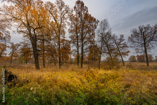 A field of trees with a cloudy sky in the background