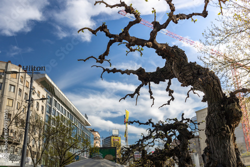 Wallpaper Mural Tree with a lot of branches is in front of a building with the word "Luxury" o Torontodigital.ca