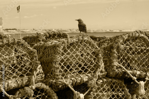 VINTAGE SEPIA EFFECT LOBSTER POTS WITH STARLING PERCHED ON TOP COASTAL SCENE 2024 