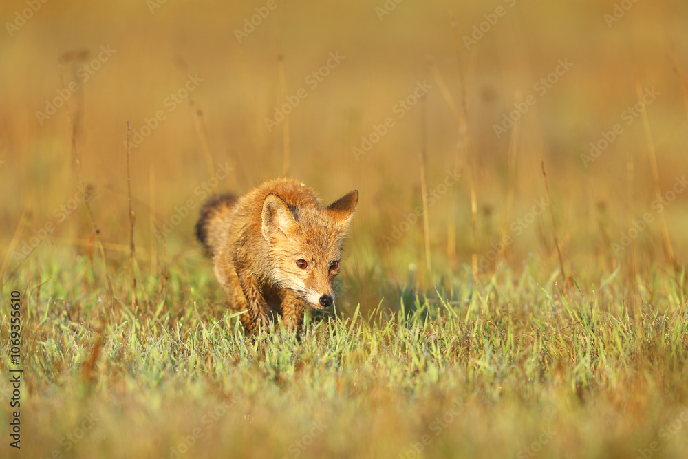 Young puppy of red fox (Vulpes vulpes) looking for prey on summer meadow. Natural scene from Czech wildlife.