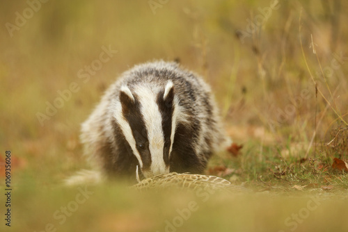 European badger, Meles meles, eat something on summer meadow. Cute wild animal in summer afternoon. Wildlife scene from nature