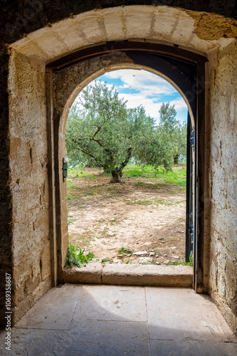 Olive tree through a door