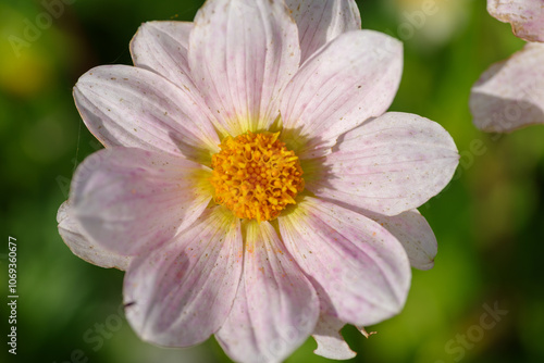 Beautiful Dahlia flower close up, blurred background. Natural daytime shot