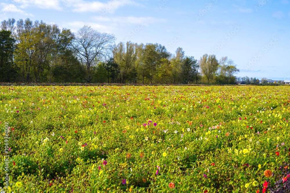Flowery flower fields in Holland, Dahlia cultivation Flowery flower fields in Holland, Dahlia cultivation
