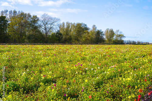 Flowery flower fields in Holland, Dahlia cultivation