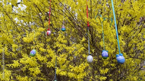 Painted Easter eggs decorate the branches of a bush blooming with yellow spring flowers. Springtime landscape.