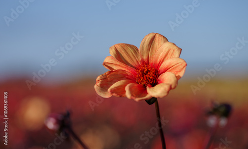 Beautiful Dahlia flower close up, blurred background. Natural daytime shot photo