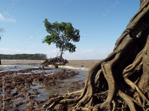 Ilha do Marajo, Amazonia, Brasil
