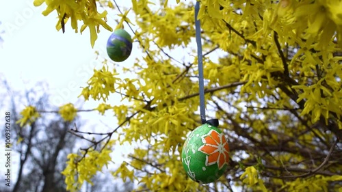 Painted Easter eggs decorate the branches of a bush blooming with yellow spring flowers. Springtime landscape.