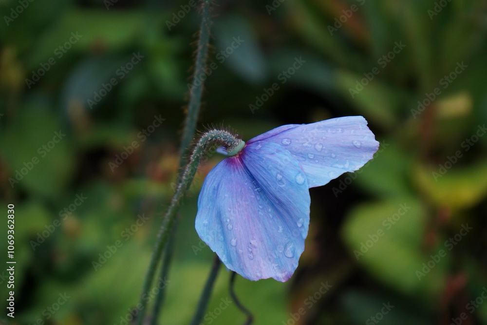 Vibrante Himalayan Blue Poppy Vibrante Himalayan Blue Poppy