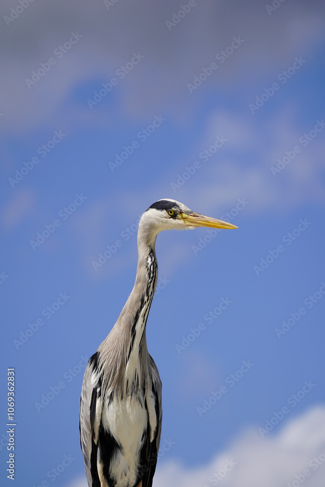 Fototapeta premium An Elegant Grey Heron in London