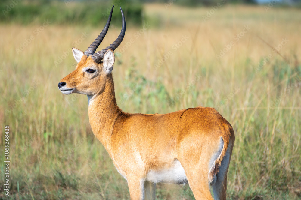 Naklejka premium Thomson's gazelle, tommy antelope, Queen Elizabeth Park, Uganda