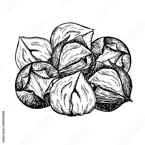 A handful of roasted chestnuts. Vector graphics depicting the fruits of a peeled chestnut tree. A black and white hand-drawn illustration. On a white background. Great for labels, flyers and packages.