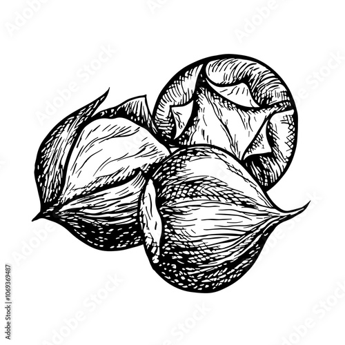 Roasted chestnut. Vector graphics depicting the fruits of a peeled roasted chestnut. Black and white hand-drawn illustration. On a white background. Great for labels, flyers and packages.