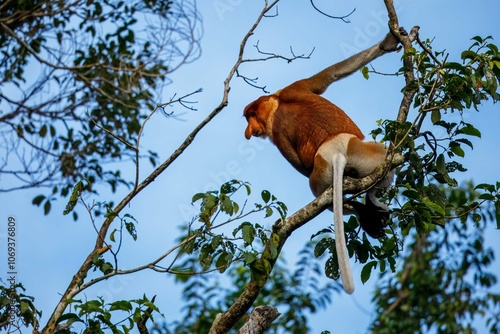Photography Male proboscis monkey in treetop