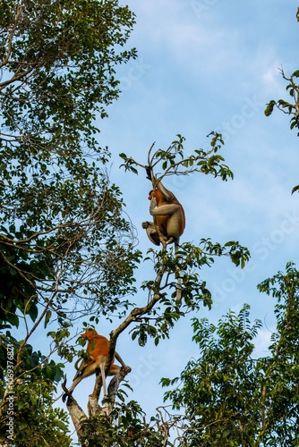 Photography Proboscis monkey alerting to danger