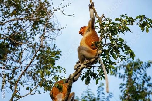 Proboscis male monkey signalling danger photo