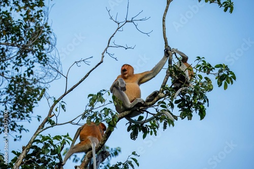 Photography Proboscis monkey family