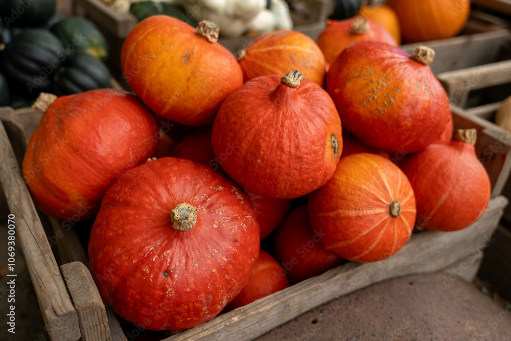 pumpkins on a farm pumpkins on a farm