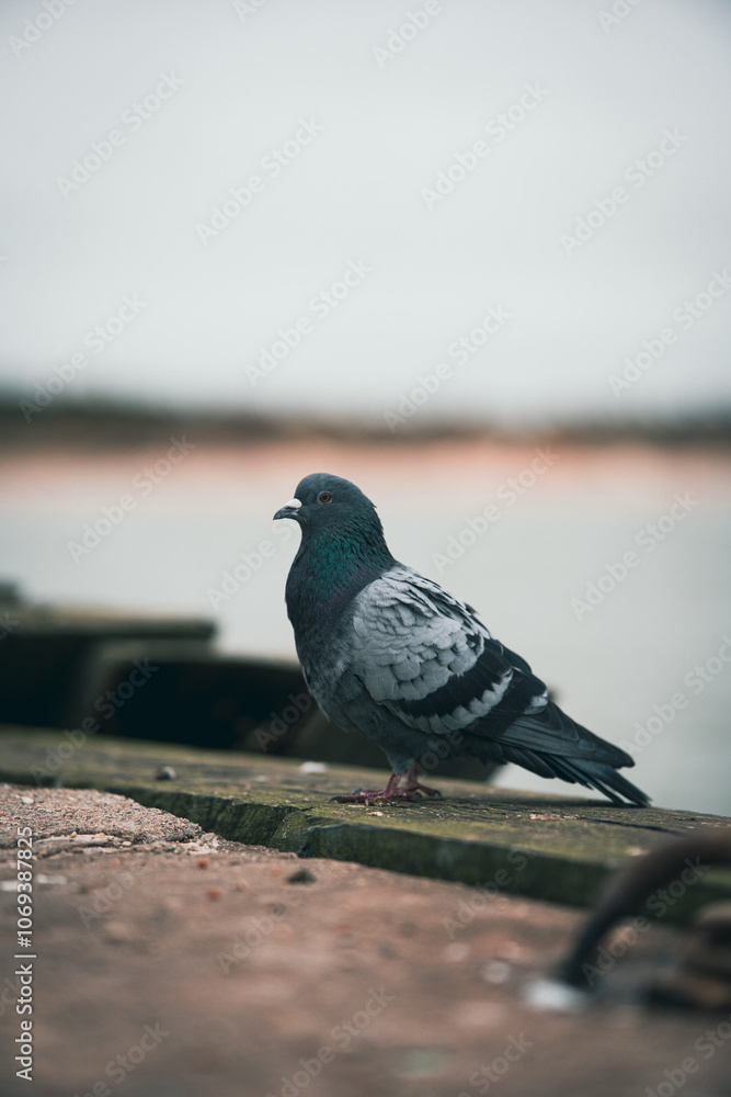 Obraz premium pigeon on the pier