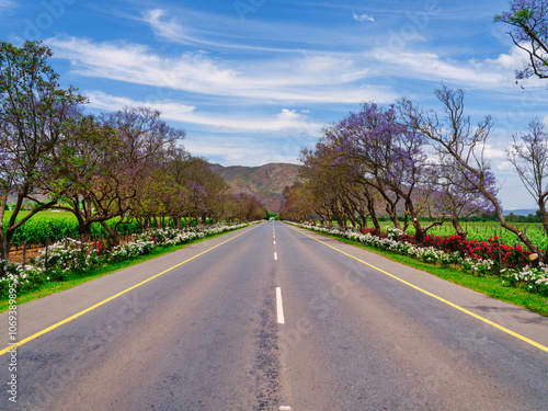 Flower-lined road with red and white roses on both sides, Robertson, Western Cape, South Africa photo