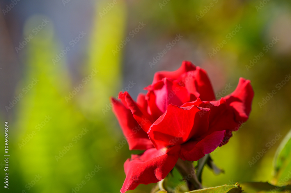 A vibrant red rose blooms against a backdrop of lush green foliage in warm afternoon sunlight A vibrant red rose blooms against a backdrop of lush green foliage in warm afternoon sunlight