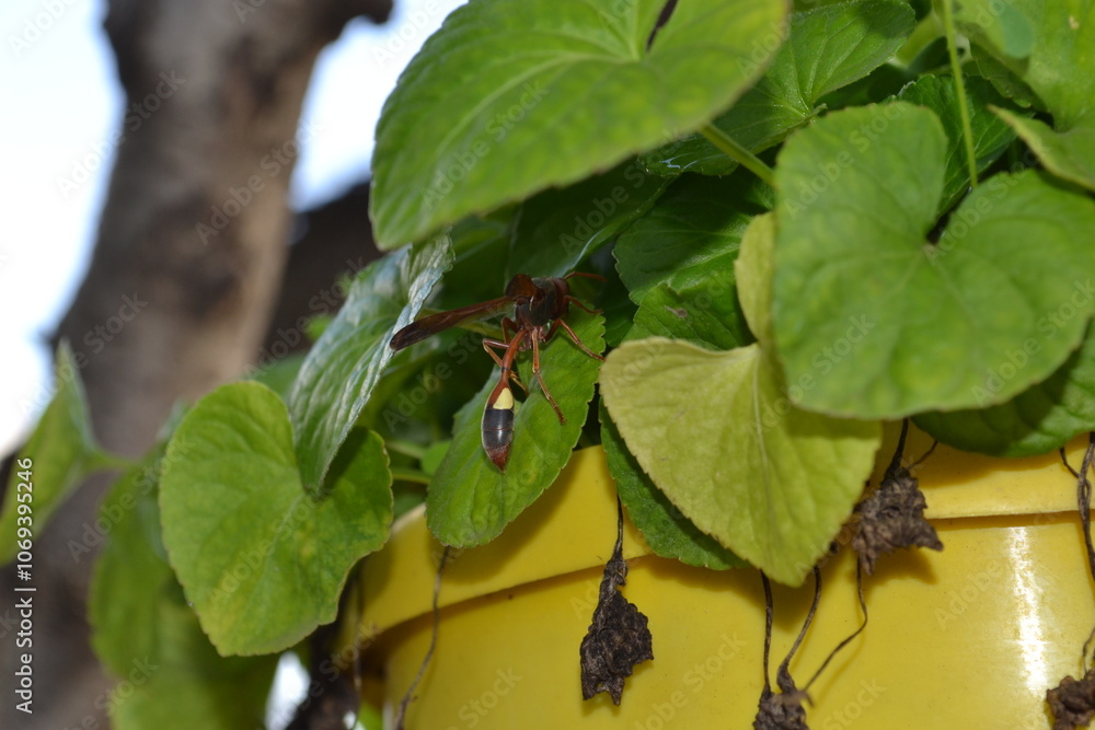 Fototapeta premium Wasp taking it easy on a hot day