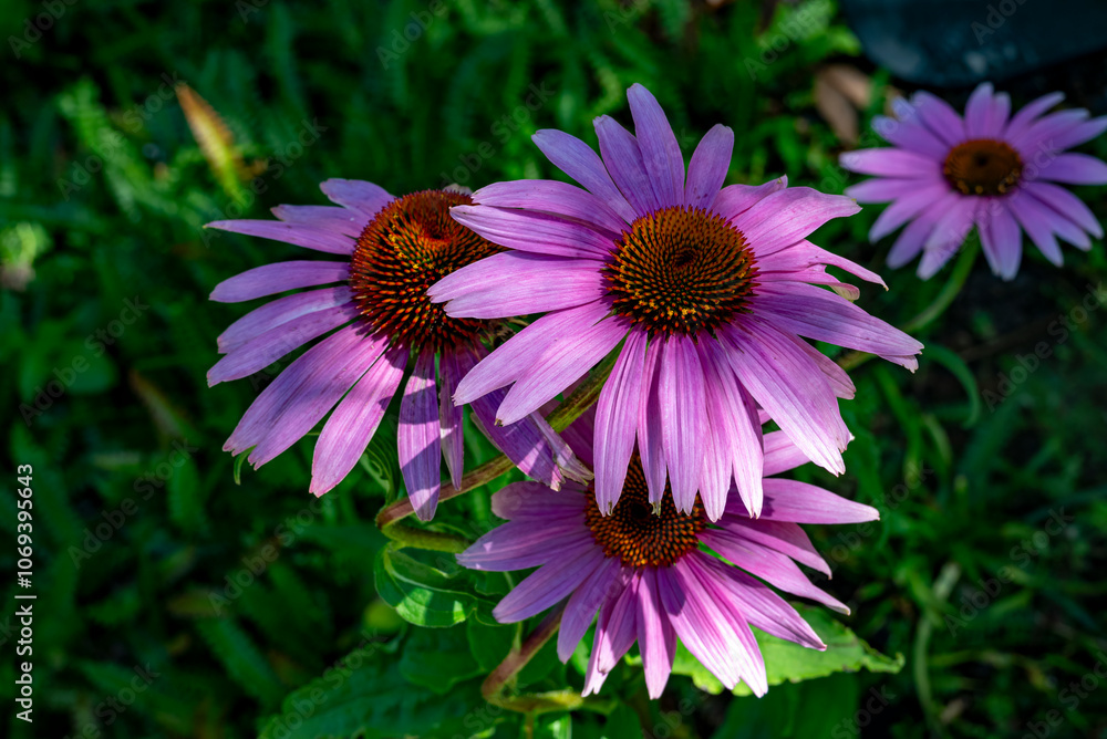 Obraz premium purple corn flower