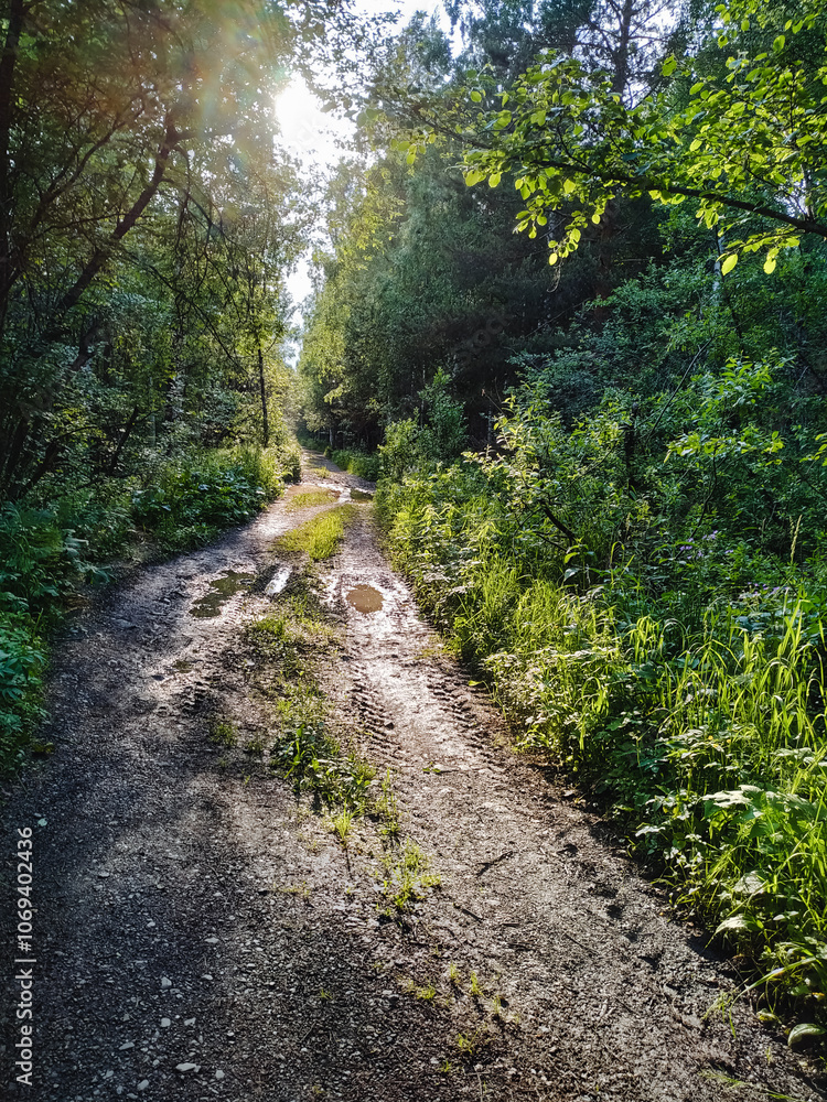 Naklejka premium A secluded, unpaved dirt road that winds its way through the heart of a vibrant and lush forest, where the warm sun shines brightly and filters gently through the dense, green foliage above