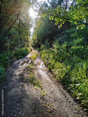 A secluded, unpaved dirt road that winds its way through the heart of a vibrant and lush forest, where the warm sun shines brightly and filters gently through the dense, green foliage above