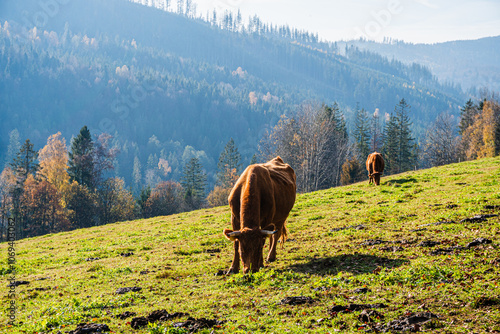 Pastwisko w górach z pasącymi się krowami. Góry, Beskid Śląski w Polsce, jesienią.