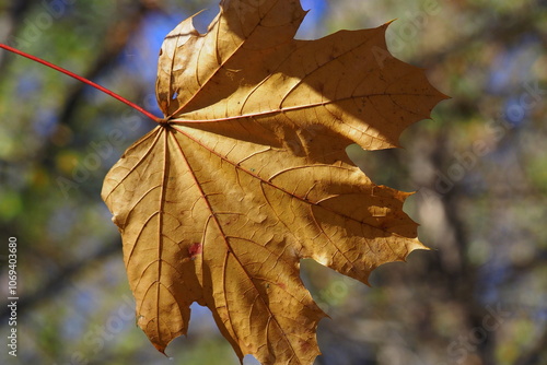 One last leaf remains in the tree.