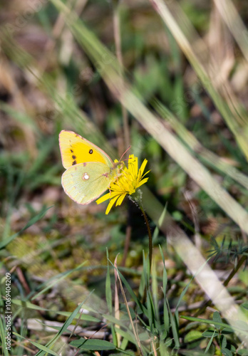 Clouded Yellow butterfly (Colias croceus) photo