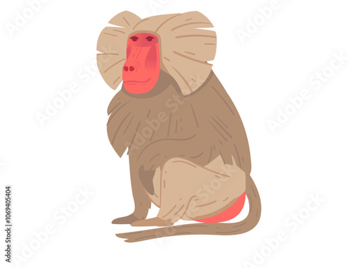 Front-facing baboon with a red face and distinctive mane, sitting position. Perfect for wildlife education, animal designs, and zoo themes. Vector illustration isolated on white