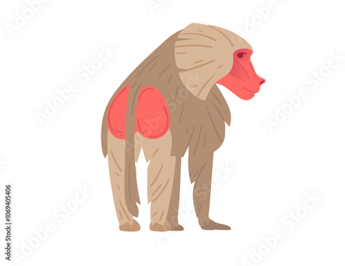 Cartoon baboon from the back with red rump, showcasing detailed fur texture. Ideal for educational materials, wildlife-themed illustrations, and animal visuals. Vector illustration