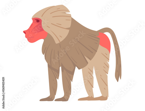 Cartoon baboon standing in profile with red face and rump, showcasing unique fur and body shape. Ideal for educational content, or wildlife designs. Vector illustration isolated on white background