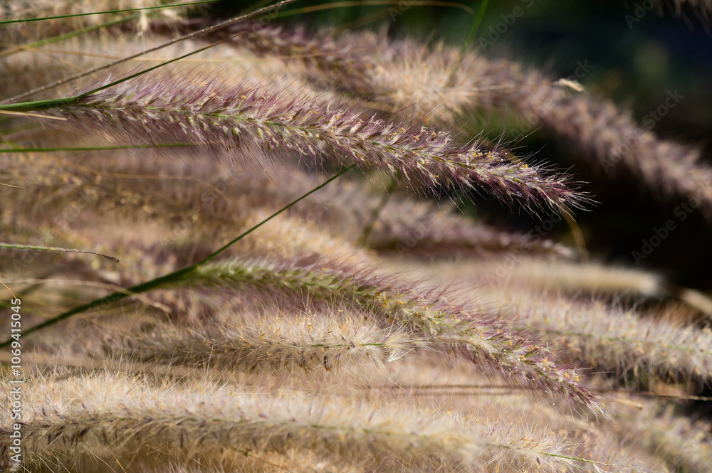 Delicate strands of golden grass gently swaying in a sunlit meadow during a warm summer afternoon Delicate strands of golden grass gently swaying in a sunlit meadow during a warm summer afternoon