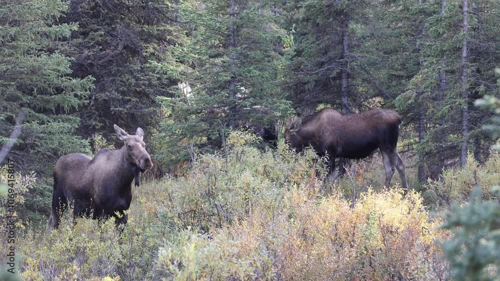 Alaska Yukon Bull and Cow Moose Rutting in Denali National Park Alaska in Autumn Alaska Yukon Bull and Cow Moose Rutting in Denali National Park Alaska in Autumn