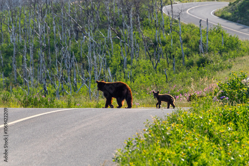 cinnamon black bear mother with multiple cubs following her, crossing a road through the forest with sun behind her. Waterton Lakes National Park, Alberta Canada