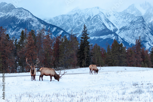 Male elk grazing in front of winter mountains in Jasper Alberta Canada