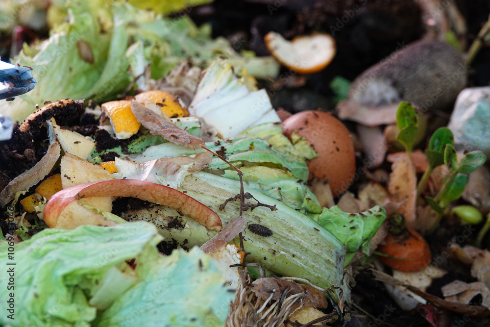 various bio organic waste such as potato peels and salad for recycling.
