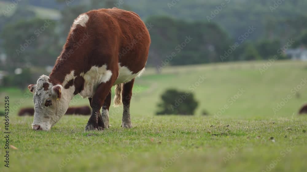 beautiful cattle in Australia eating grass, grazing on pasture. Herd of cows free range beef being regenerative raised on an agricultural farm. Sustainable farming beautiful cattle in Australia eating grass, grazing on pasture. Herd of cows free range beef being regenerative raised on an agricultural farm. Sustainable farming