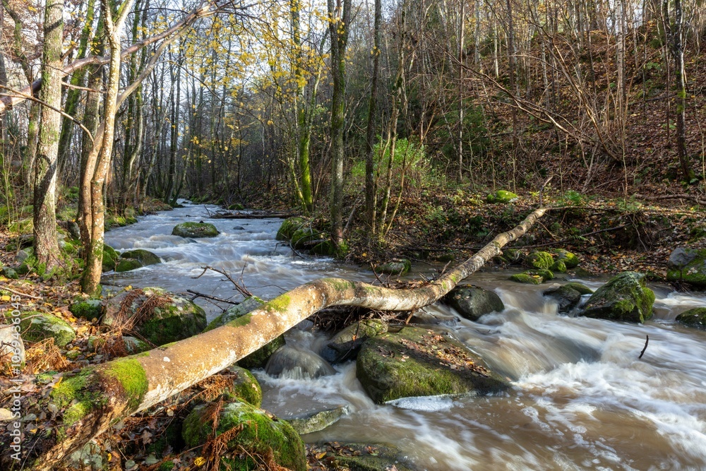 Fallen tree over flowing river with stones and autumn leaves in long exposure image Fallen tree over flowing river with stones and autumn leaves in long exposure image